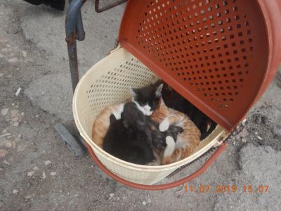 В Феодосии незаконно продавали котят
