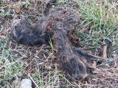 «Кафа» раскрыла тайну мертвых кошек в Феодосии 