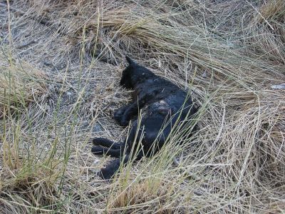 «Кафа» раскрыла тайну мертвых кошек в Феодосии 