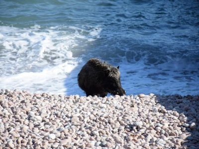 На ЮБК дикий кабан напал на крымчанина, съел колбасу и пошел купаться в море (фото) (обновлено)
