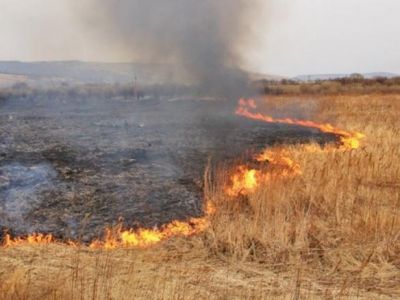 В восточном Крыму едва не сгорело поле пшеницы