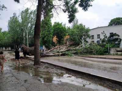 В Феодосии в районе Морсада шквальный ветер повалил дерево на дорогу