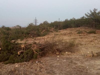 В Феодосии на Тепе-оба вырубают молодой лес! (дополнено) (видео)