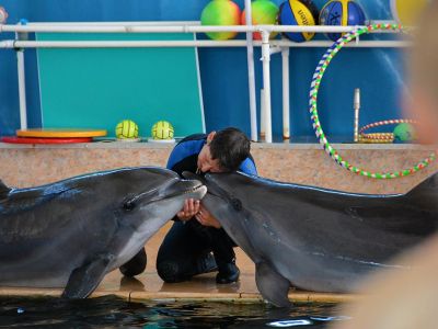 Карадагские дельфины отправились на отдых