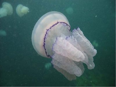 В Азовском и Черном морях будут вылавливать медуз, они вредят хамсе