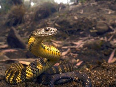 Ядовитые змеи могут скрывать в себе лекарство от коронавируса – исследование