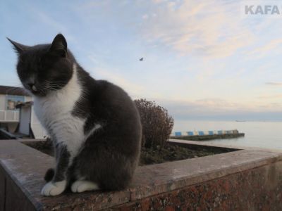Топ-5 домашних животных в Крыму