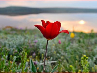 Крымский тюльпан: весенний подарок к Женскому дню