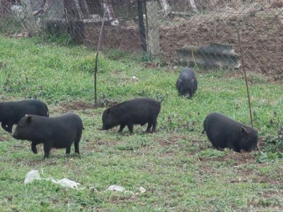 Черные свиньи подрывают Очистные