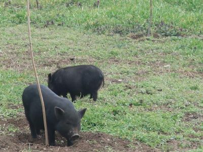 Черные свиньи подрывают Очистные