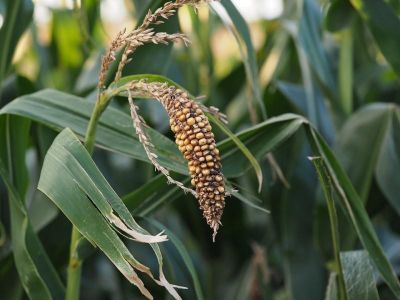 В Крыму больше не выращивают кукурузу, рис и сою