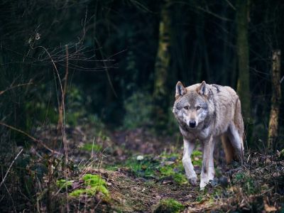 В окрестности Севастополя стало больше волков