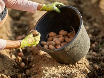 В Крыму начали сеять картофель и овощи в открытом грунте