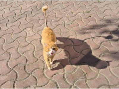 Неизвестный тайно стрижет бродячих котов в Евпатории