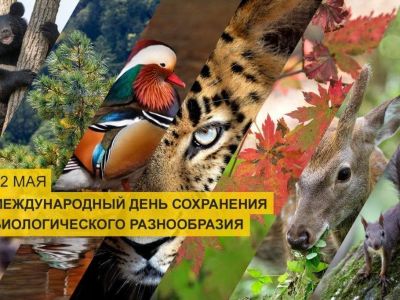 22 мая – Международный день биологического разнообразия