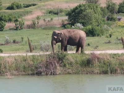 Сафари-парк «Тайган»: слоны на пенсии (видео)