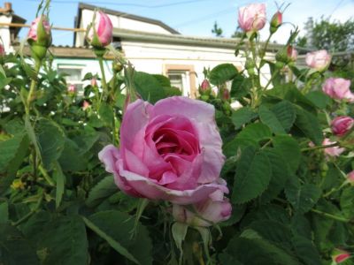 В Симферополе 29 мая состоится болгарский праздник роз 