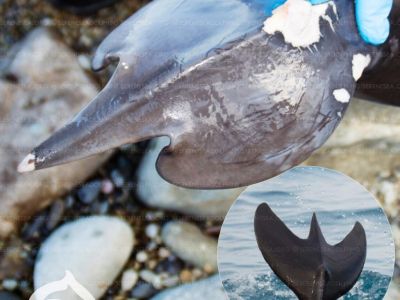 У берегов Крыма обнаружили дельфинов с хвостами-трезубцами