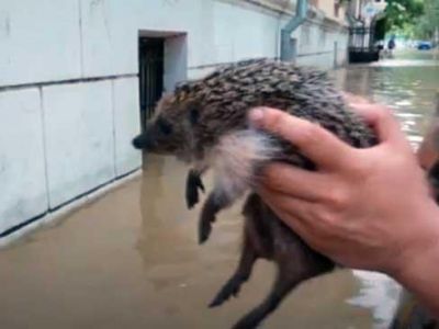 В Керчи во время наводнения спасли утопающего ежа