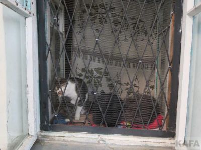 В Феодосии на улице Карла Маркса объявились коты-артисты 