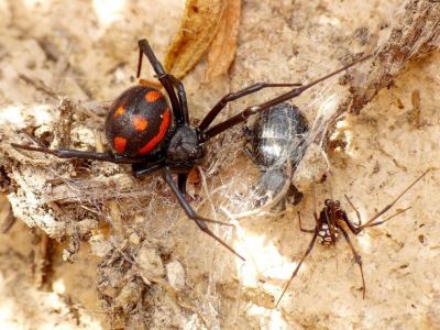 Крым,  как выяснилось, заполнили смертельно опасные пауки