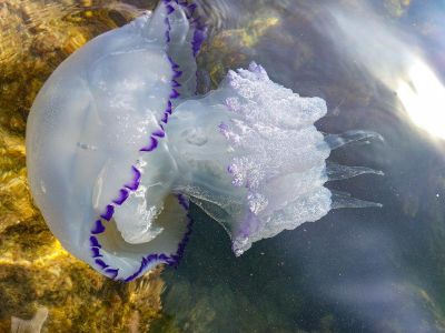 Из медуз в Крыму начали производить косметику