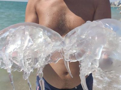 Медузы корнероты захватили морской берег Крыма