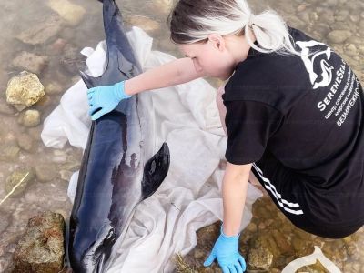 На берегу Севастополя нашли безнадежно больного дельфина