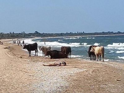 На пляж в Крыму вышло позагорать  стадо коров