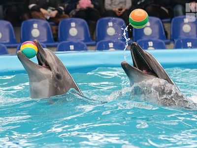 В Крыму с лицензией работает только один дельфинарий 