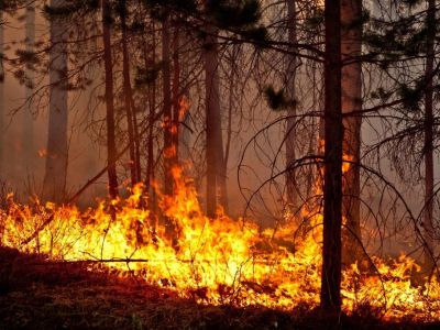 Как лесные пожары влияют на заболеваемость коронавирусом