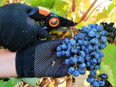 Феодосиец украл почти тонну винограда с полей крымского винзавода