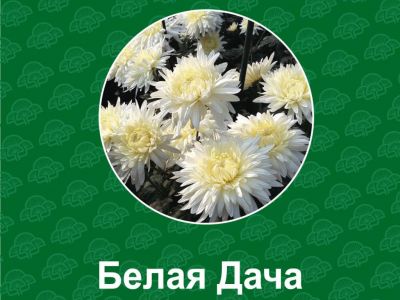 К юбилею Дома-музея Чехова в Ялте селекционеры вывели сорт хризантемы «Белая дача»