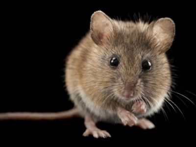 Расплодившиеся мыши угрожают посевам зерновых в Крыму