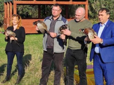 В Джанкойском районе Крыма расселили фазанов, чтоб потом отстрелить