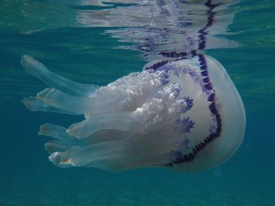 На Южном берегу Крыма появились необычные медузы