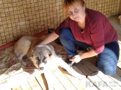 В Феодосии строится частный собачий приют 