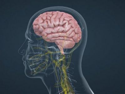 Почему человеческий мозг уменьшился?