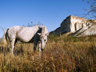 В Севастополе лошадей проверяют на инфекционные заболевания