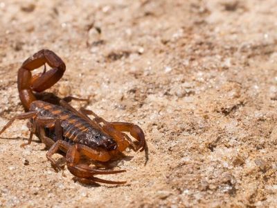 В Египте нашествие скорпионов, они покусали более 500 человек за сутки