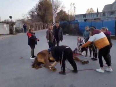 В Севастополе автомобиль сбил лошадь
