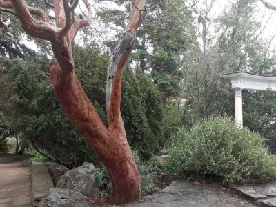 Последствия урагана в Крыму: в Никитском ботсаду уничтожены и повреждены старейшие деревья