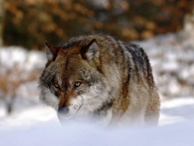 Оголодавшие волки вышли из лесов к новгородским населенным пунктам