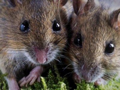 Виноваты мыши: Пандемию коронавируса невозможно будет остановить?