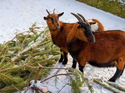 Собранные в Симферополе новогодние ёлки отправили на корм животным в зооуголок