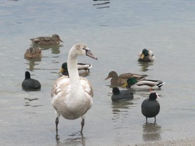 Какой житель Феодосии не покормит лебедей в холодную погоду? (видео)