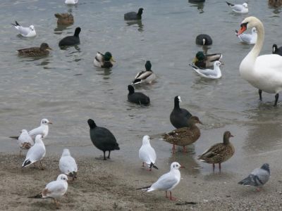 Какой житель Феодосии не покормит лебедей в холодную погоду? (видео)