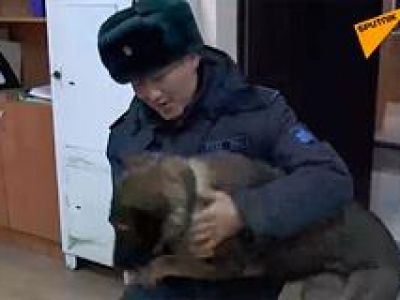 Мародеры похитили собаку у казахского силовика и заставили ее охранять дом