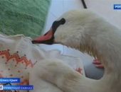 Жительница Крыма приютила и выходила больного лебедя (видео)