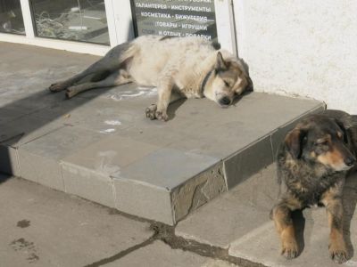 В России введут ответственность для чиновников за нападения бездомных собак